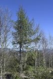 Larix decidua. Взрослое растение с прошлогодними шишками в сообществе с Betula pendula. Испания, автономное сообщество Каталония, провинция Жирона, комарка Рипольес, муниципалитет Мольо, окр. перевала Коль-де-Арес (1513 м н.у.м), склон северной экспозиции, смешанный лес. 12.04.2024.