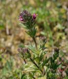 Parentucellia latifolia