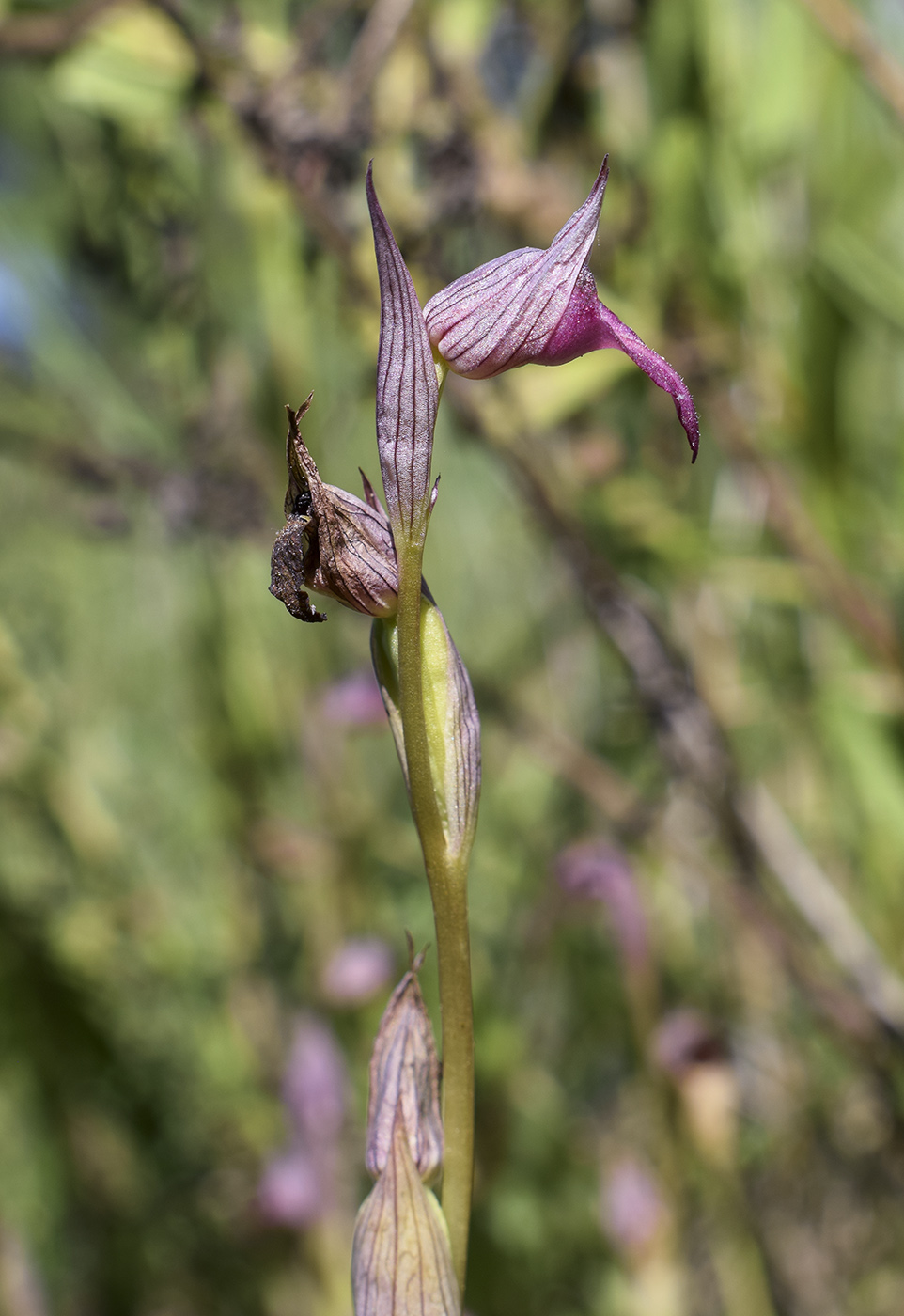 Image of Serapias lingua specimen.