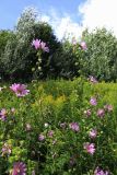 Malva thuringiaca