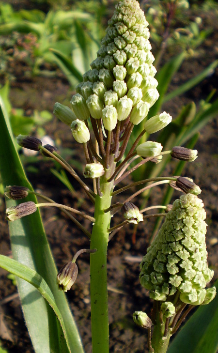 Image of Bellevalia sarmatica specimen.