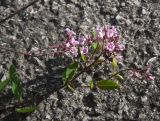 Trachomitum sarmatiense