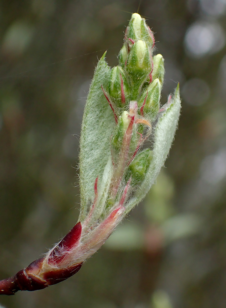 Image of Amelanchier spicata specimen.