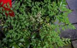 Nandina domestica