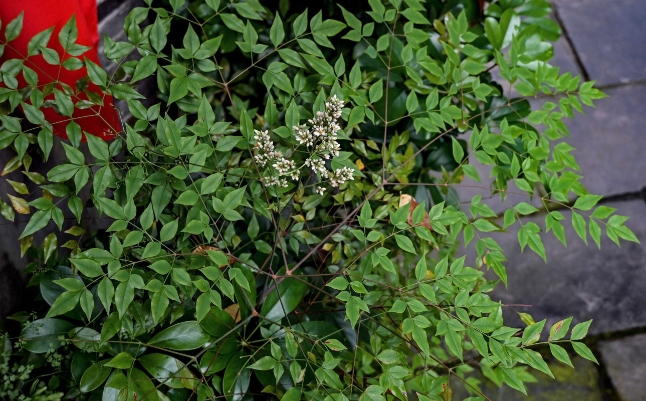 Изображение особи Nandina domestica.