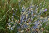 Eryngium planum