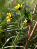 Bidens разновидность radiata