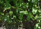genus Rumex