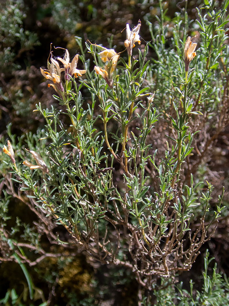 Изображение особи Genista verae.