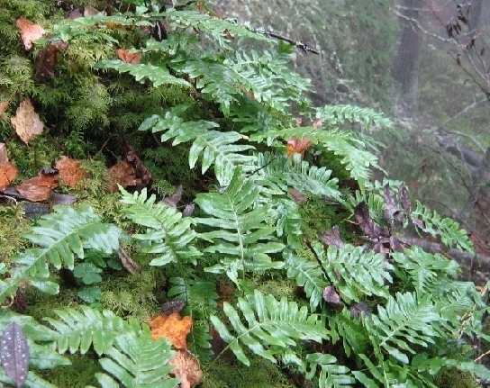 Изображение особи Polypodium vulgare.