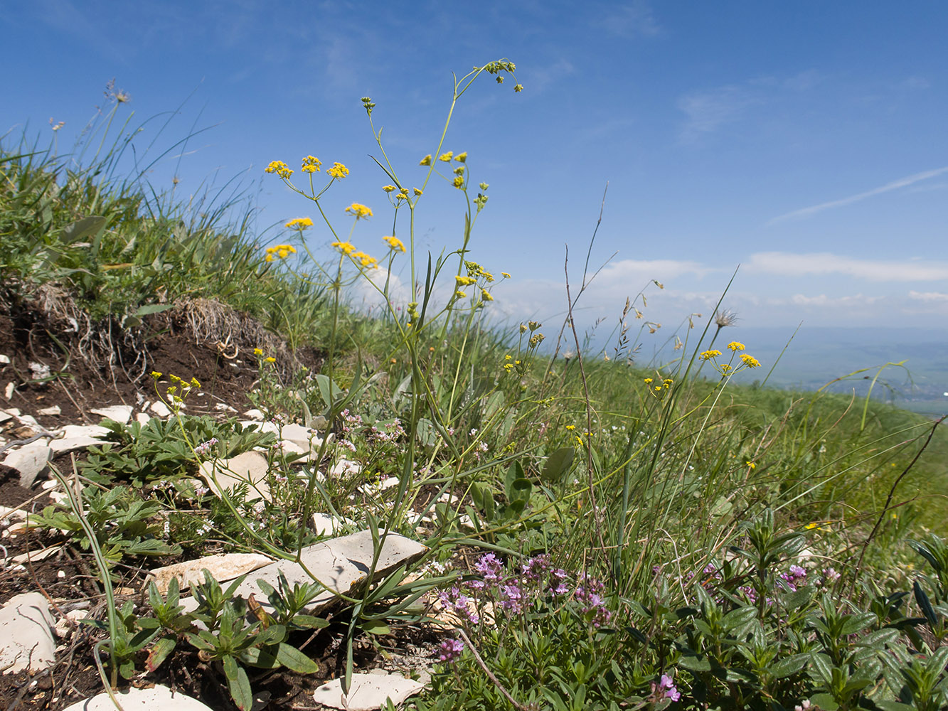 Image of Bupleurum nordmannianum specimen.