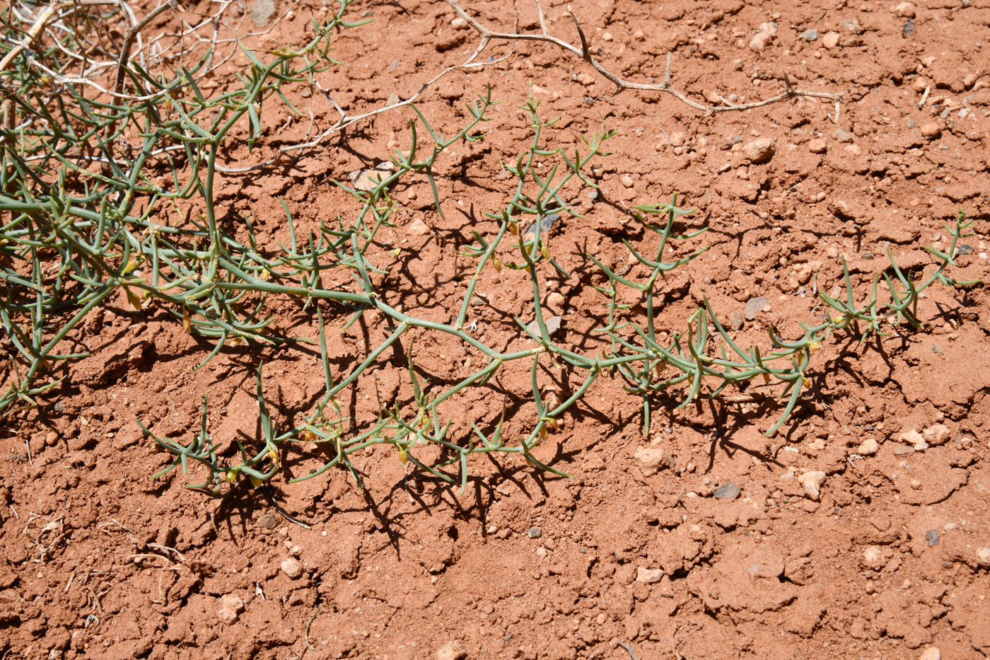 Image of Asparagus breslerianus specimen.
