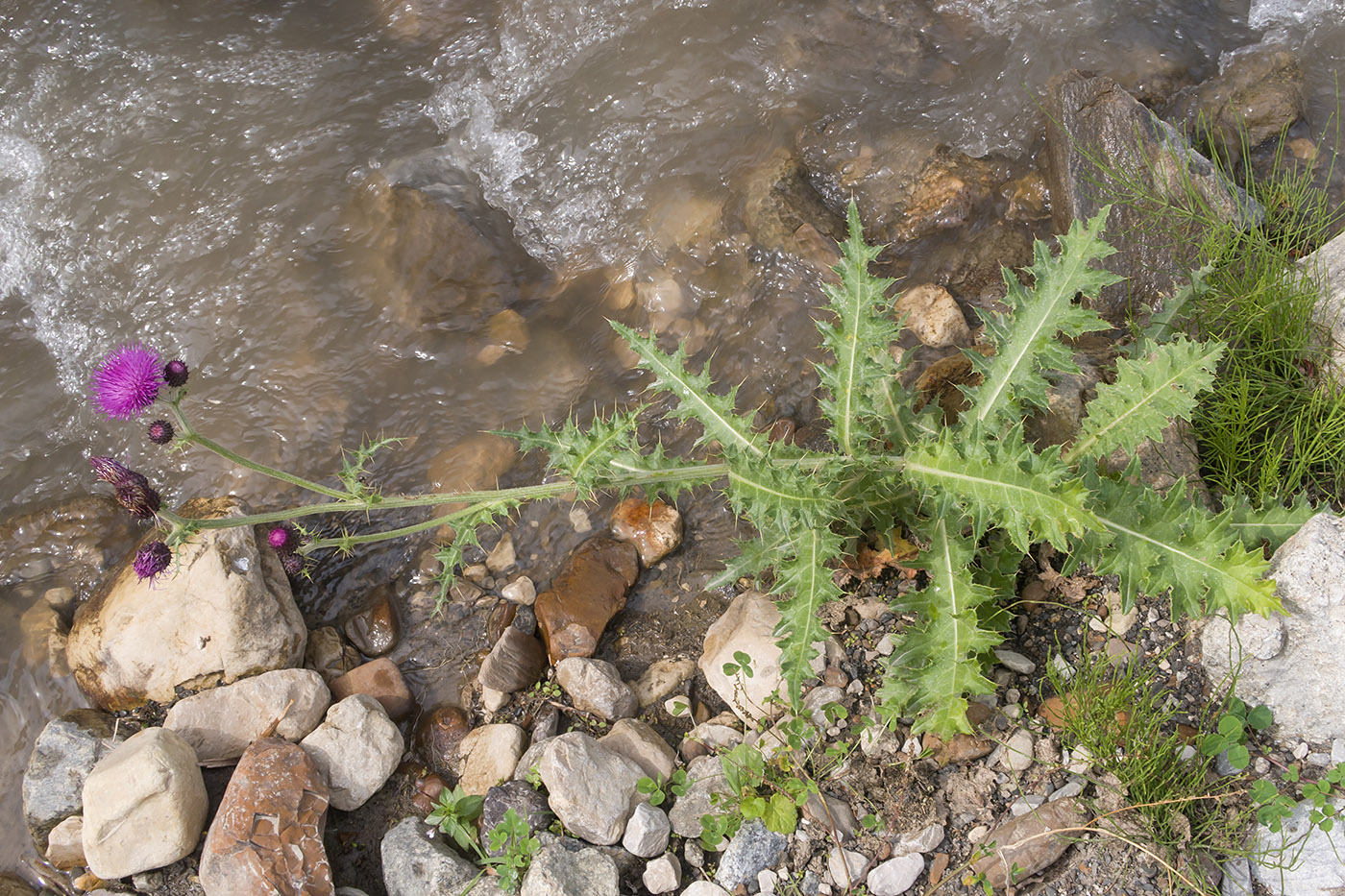Image of Cirsium uliginosum specimen.