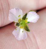 Alisma plantago-aquatica