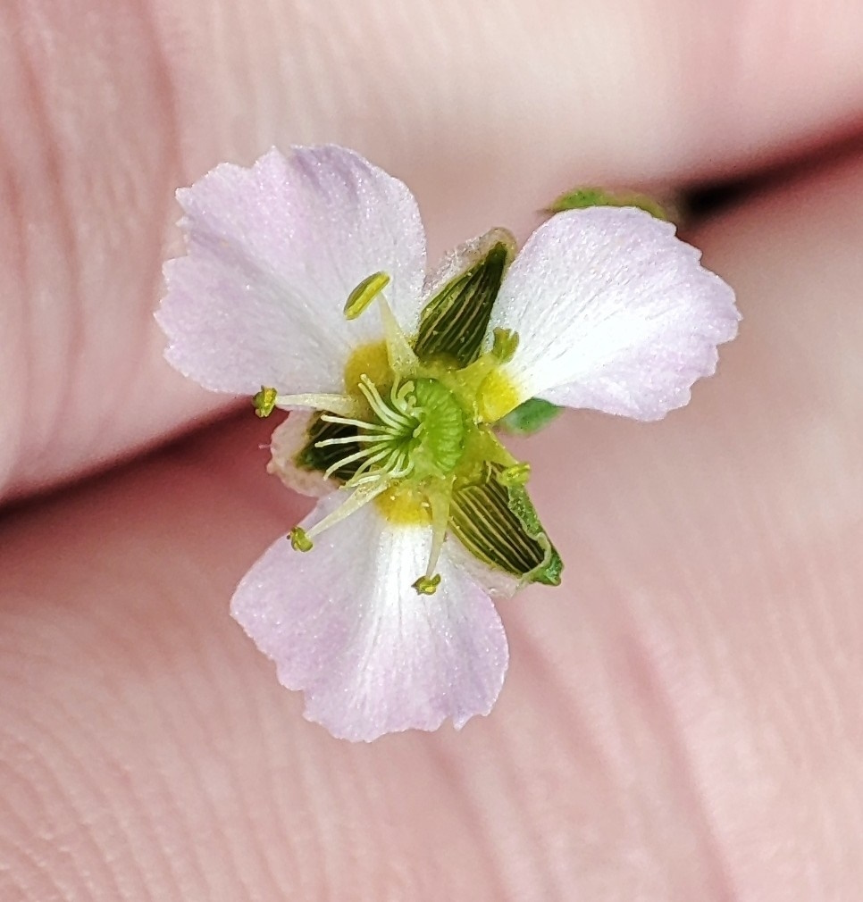 Изображение особи Alisma plantago-aquatica.