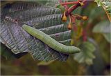 Frangula alnus