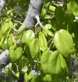Pyrus syriaca