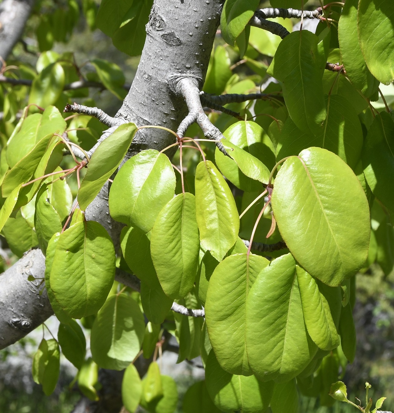 Image of Pyrus syriaca specimen.