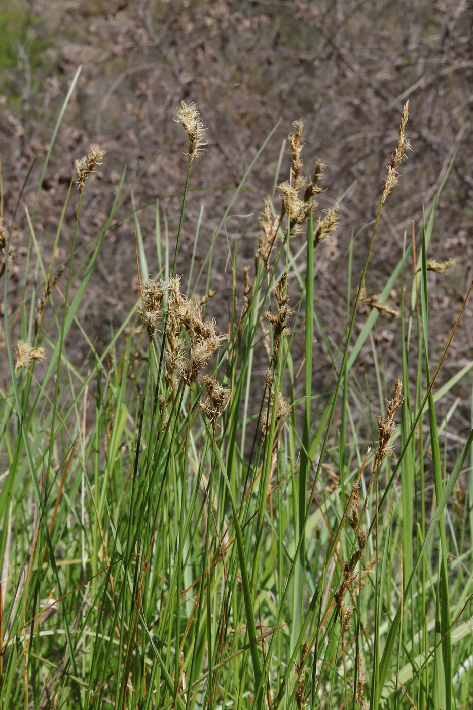 Image of Carex praecox specimen.