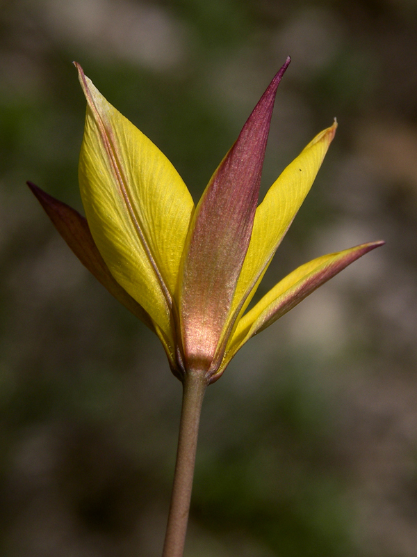 Изображение особи Tulipa biebersteiniana.