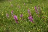 Polygala major. Цветущие растения. Краснодарский край, Туапсинский р-н, гора Мессажай, в составе лугового сообщества. 18.05.2025.