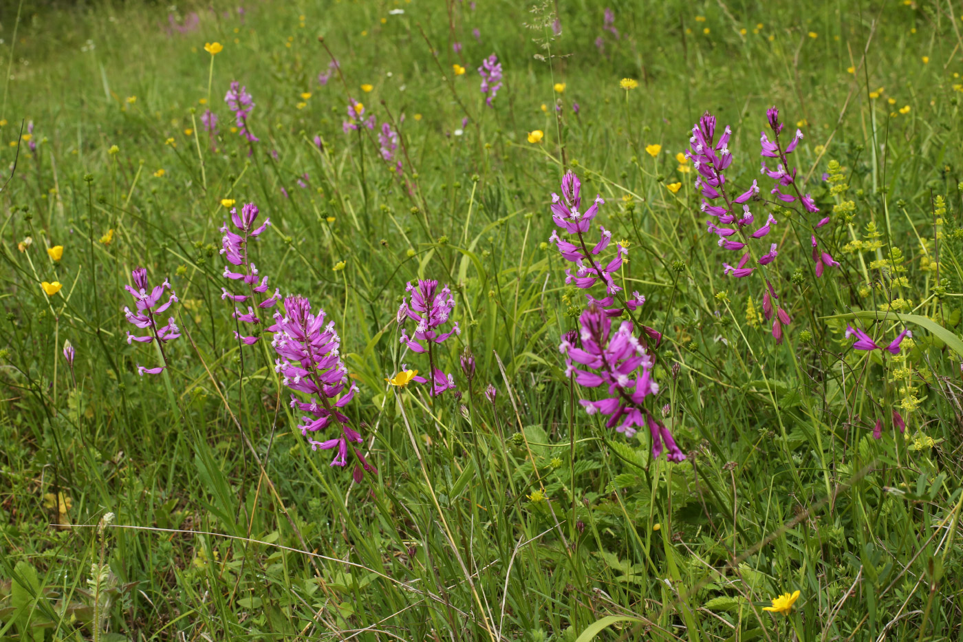 Image of Polygala major specimen.