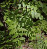 Sorbus sibirica. Листья. Пермский край, Кунгурский р-н, окр. с. Плехановское, ур. Спасская гора, берёзовая роща. 26.05.2025.