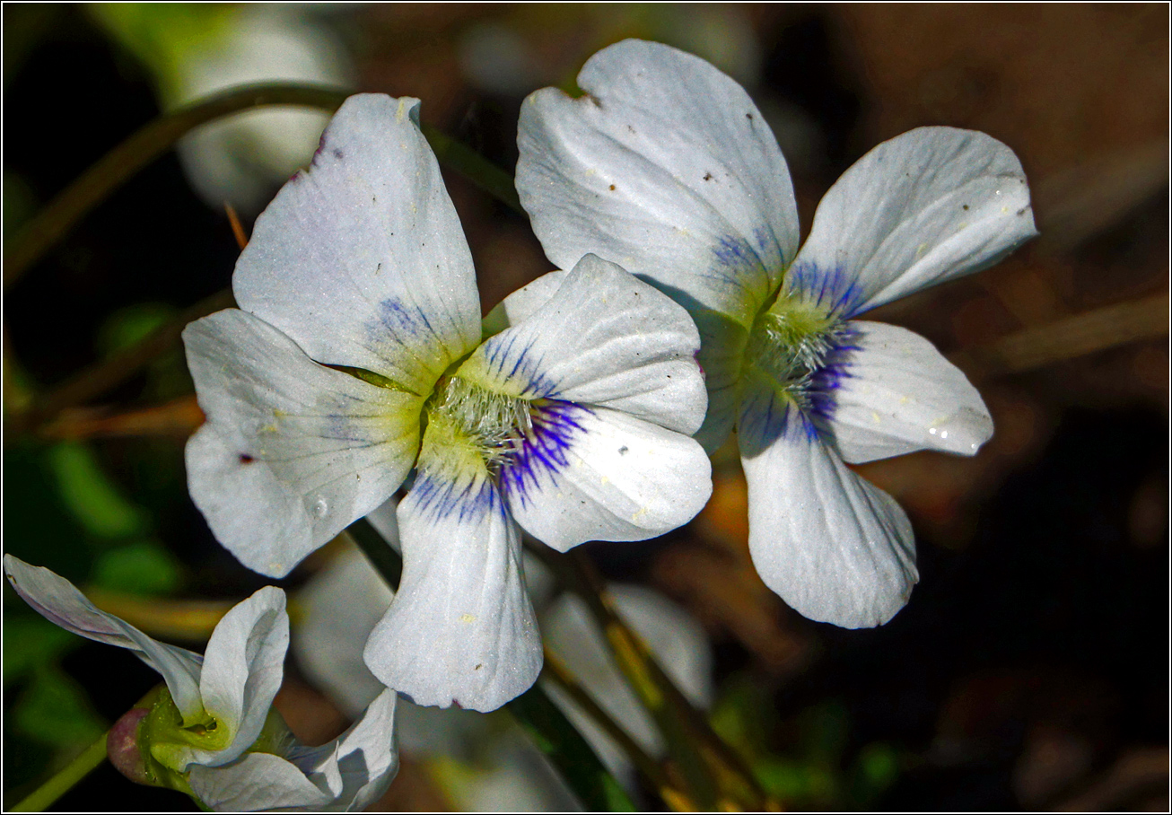 Image of Viola sororia specimen.