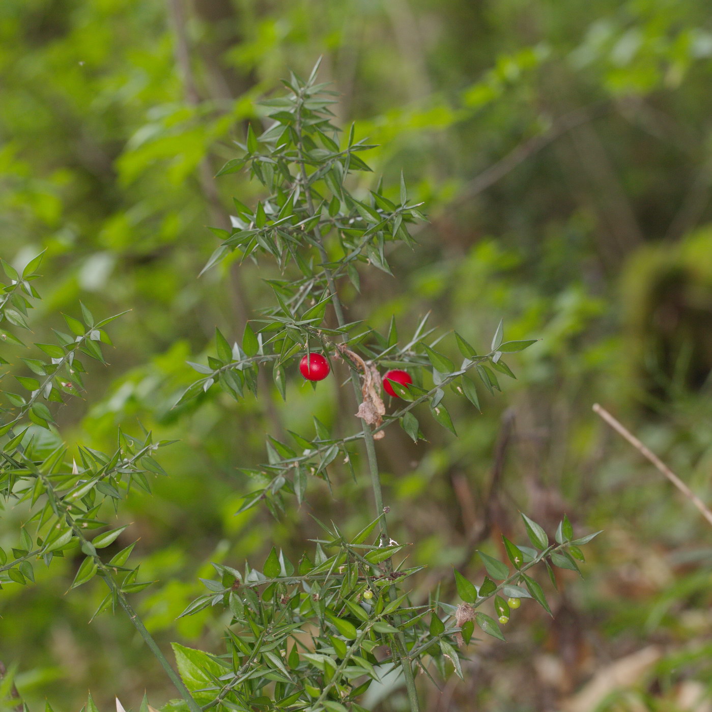 Image of Ruscus aculeatus specimen.