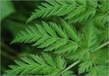 Anthriscus sylvestris