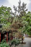 Pinus tabuliformis