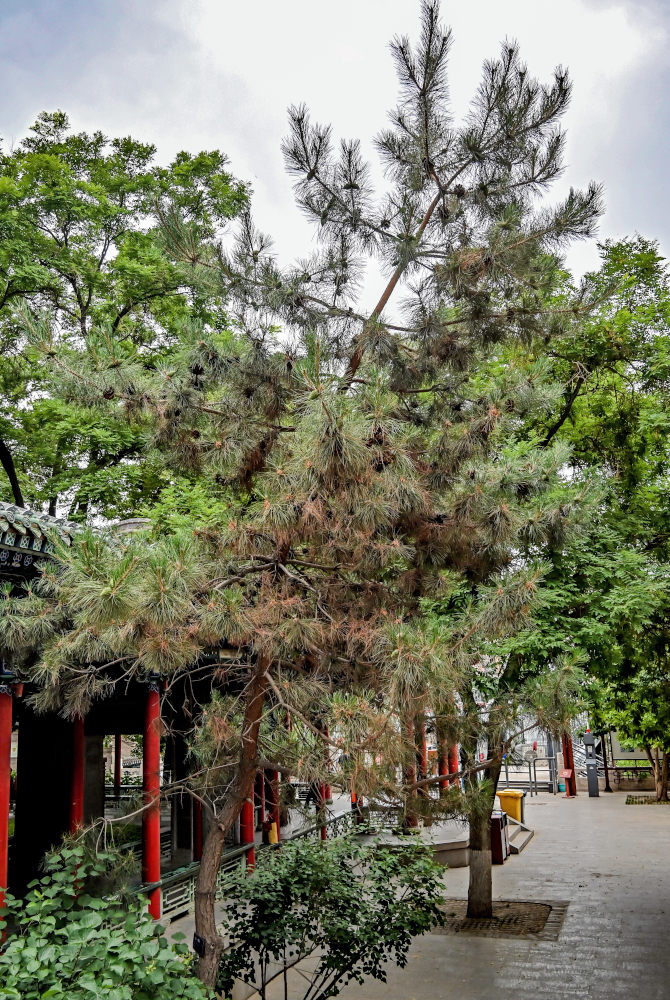 Изображение особи Pinus tabuliformis.