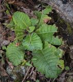 Primula vulgaris. Вегетирующее растение с повреждёнными листьями. Абхазия, окр. г. Новый Афон, Иверская гора, дубрава. 12.06.2025.