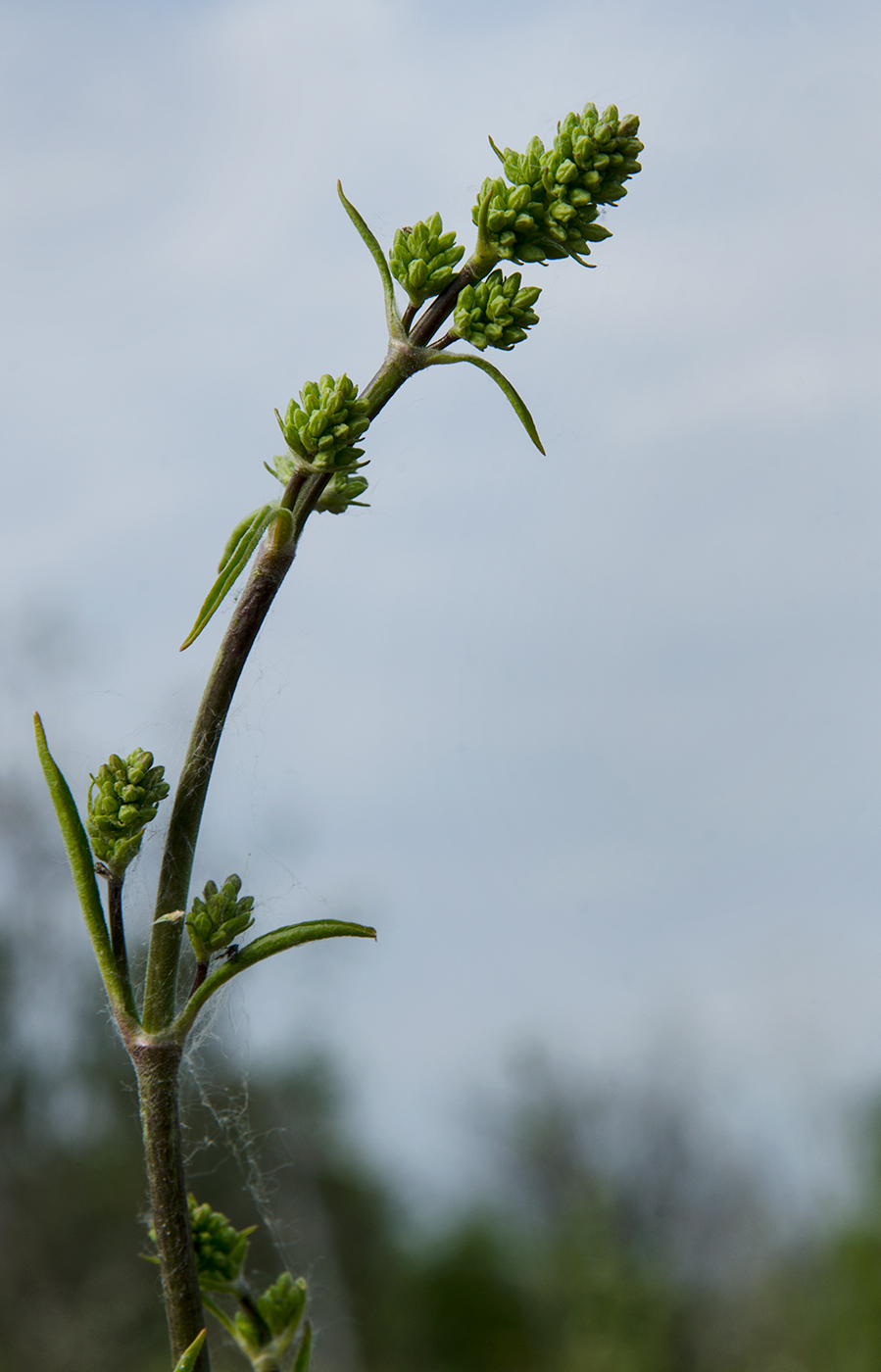 Image of Silene exaltata specimen.