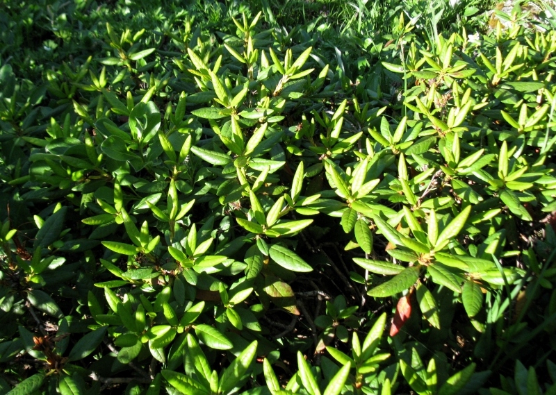 Image of Rhododendron aureum specimen.