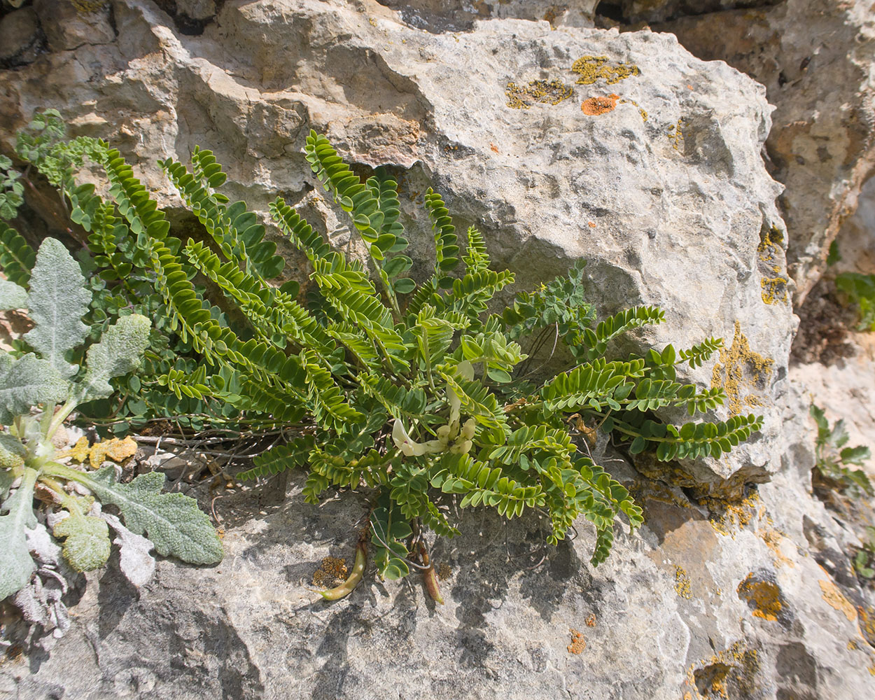 Изображение особи Astragalus demetrii.
