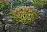 Lindernia procumbens