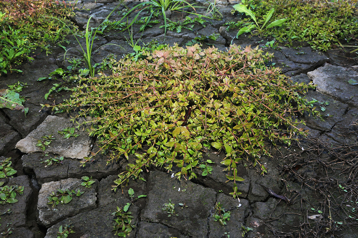 Изображение особи Lindernia procumbens.