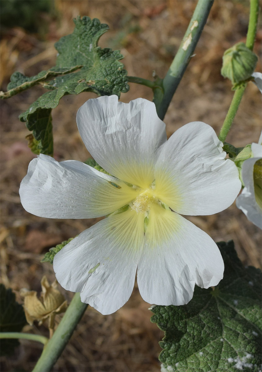 Изображение особи Alcea nudiflora.