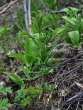 Polygonatum verticillatum. Бутонизирующее растение. Кабардино-Балкария, Эльбрусский р-н, западный склон горы Донгуз-Орун-Гитче-Кара-Баши, выс 2250 м н.у.м. 17 июня 2025 г.