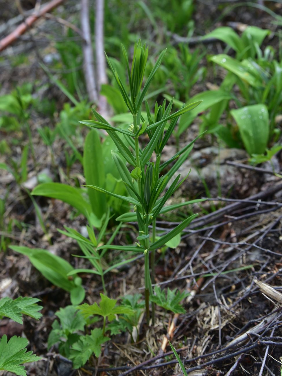 Image of Polygonatum verticillatum specimen.
