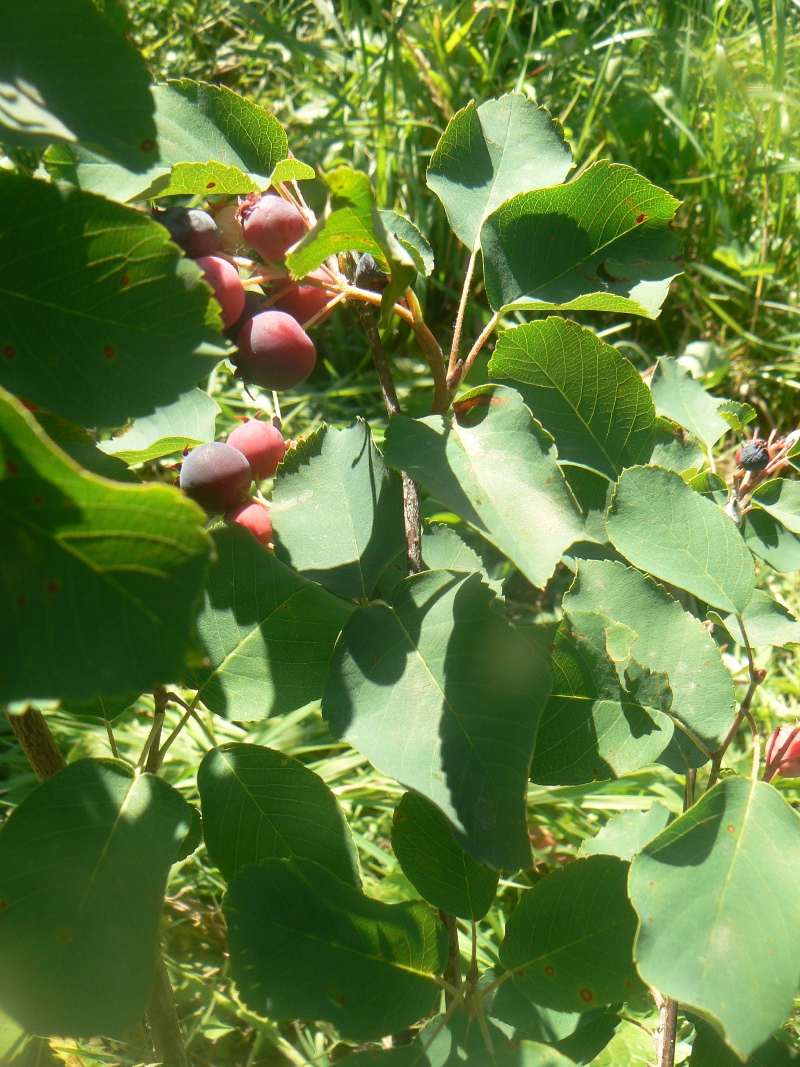 Изображение особи род Amelanchier.