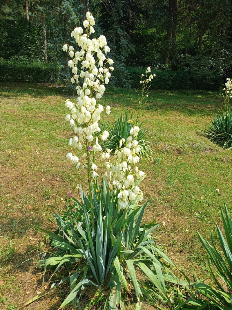 Изображение особи Yucca filamentosa.