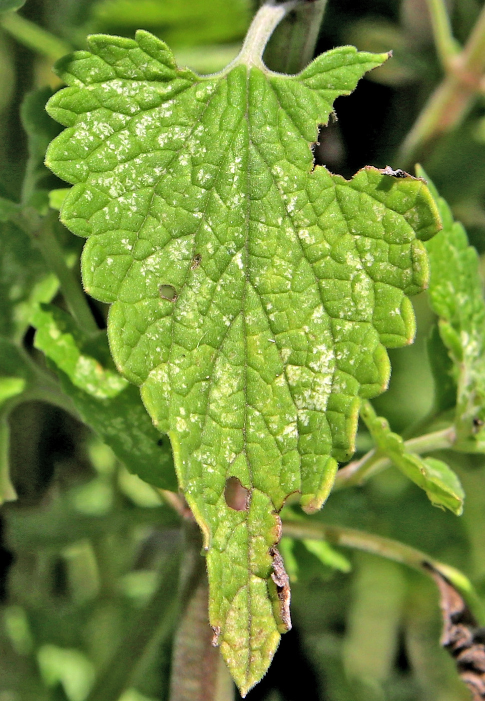 Изображение особи Nepeta cataria.