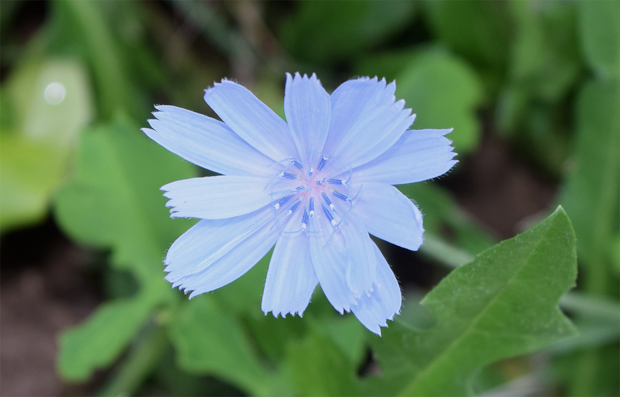 Изображение особи Cichorium intybus.