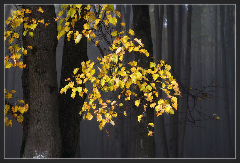 Image of Tilia cordata specimen.