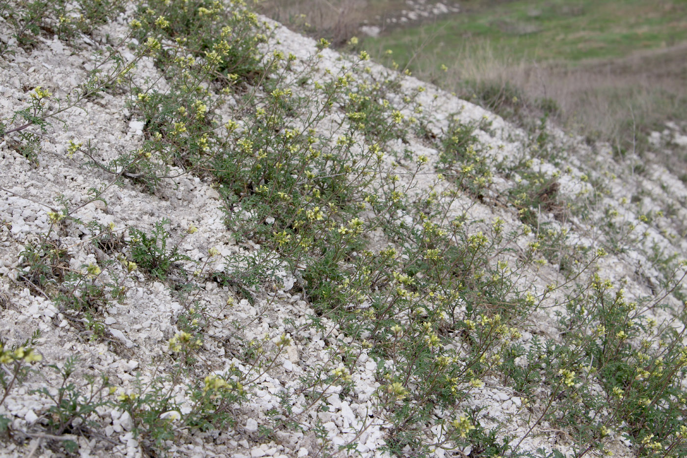 Image of Erucastrum gallicum specimen.