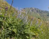Delphinium flexuosum. Цветущее растение. Северная Осетия, Пригородный р-н, гора Хиах, ≈ 2100 м н.у.м., субальпийский луг. 31.07.2025.