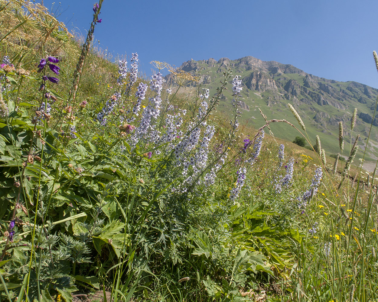 Изображение особи Delphinium flexuosum.