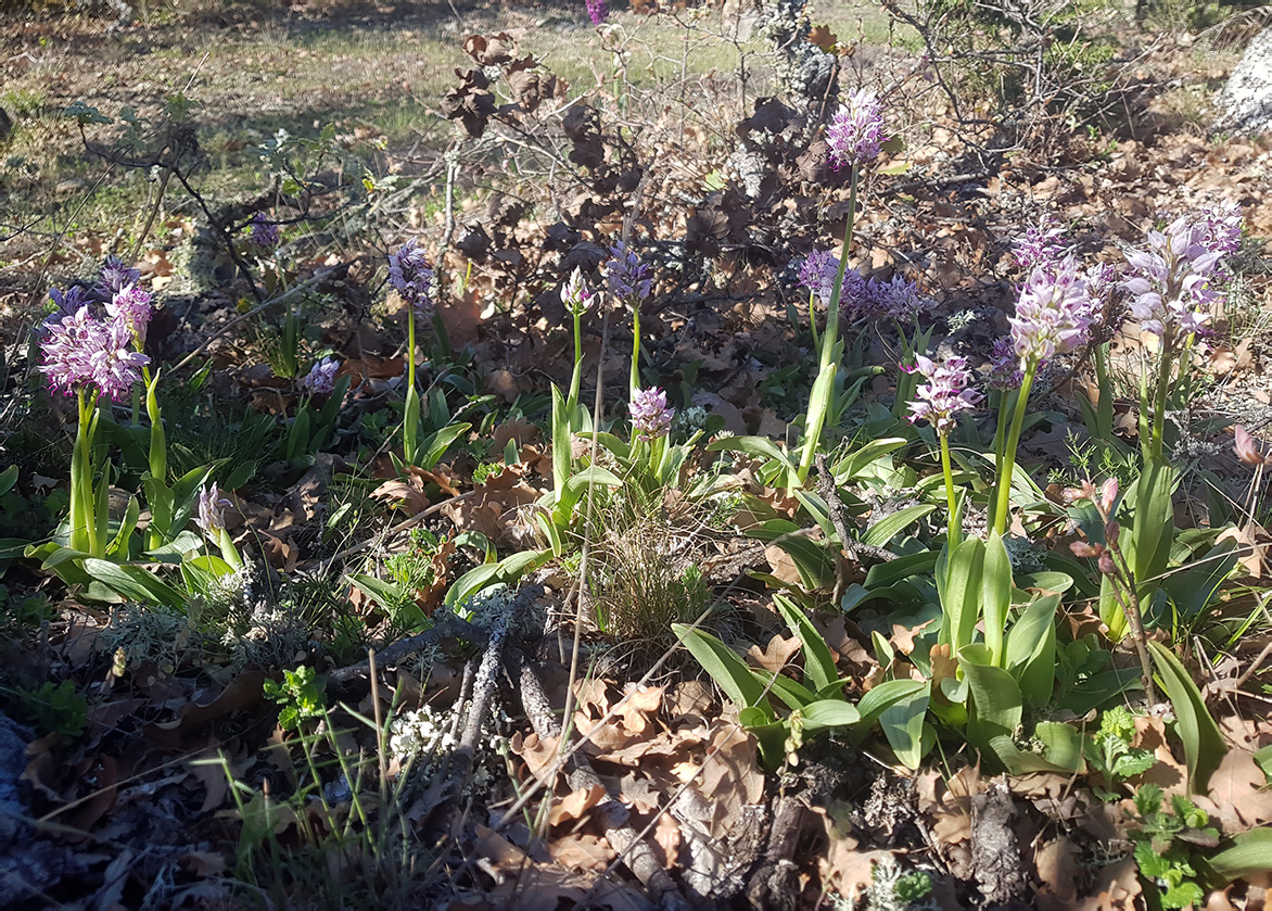 Image of Orchis simia specimen.
